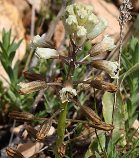 שומרון, 3-09. צילום: © ערגה אלוני