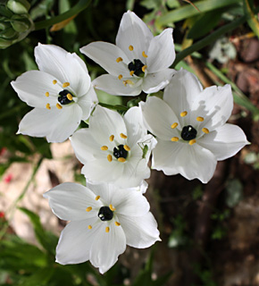 בגינת הבית בשרון, 4-09. צילום: © ערגה אלוני