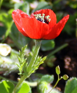 שומרון, 3-09. צילום: © ערגה אלוני