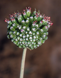 בורות לוץ, 1984. צילום: © יהודה מרטה