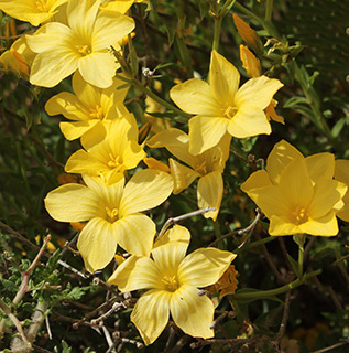 חוות ישוב הדעת שומרון, 4-2014. צילום: © איתן שפירא