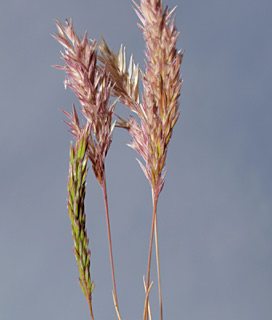 תל השומר, 24-4-09. צילום: © דרור מלמד