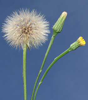 תל השומר, 24-4-09. צילום: © דרור מלמד