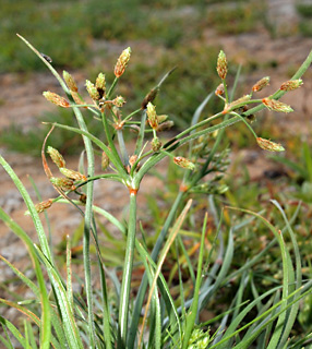 אגן שיקוע נחלי מנשה, 1-9-09. צילום: © דרור מלמד