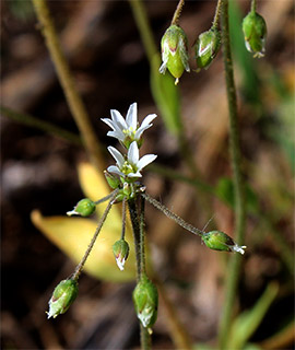 חרמון בירדה לעמק מאן, 5-2019. צילום: © איתן שפירא