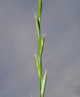 גן הצמחים הנדירים של עמיר פז. צילום: © דרור מלמד