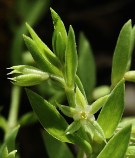 הר שפנים, 5-2011. צילום: © אלי ליבנה