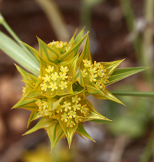 שומרון, 4-2018. צילום: © שרה גולד