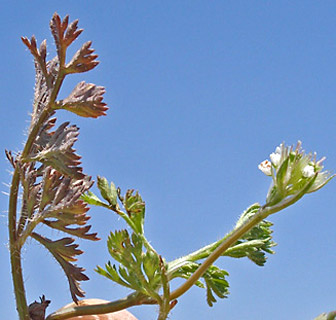 שומרון, 28-4-09. צילום: © עוז גולן