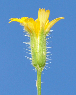 גליל מערבי, 5-2015. צילום: © דרור מלמד