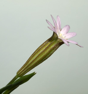 שדה דוב, 28-4-09. צילום: © דרור מלמד