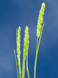 תל אביב, אפריל. צילום: © דרור מלמד