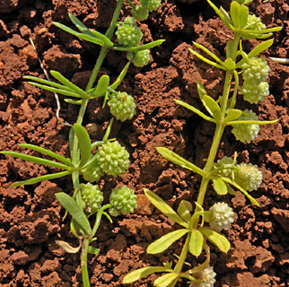 רחלים בשומרון, 29-4-09. צילום: © עוז גולן