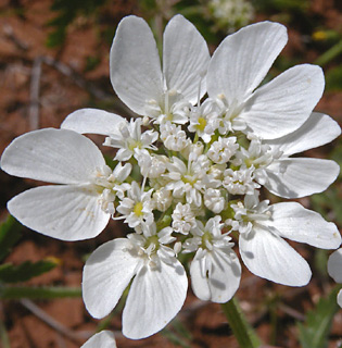 שומרון, 28-4-09. צילום: © עוז גולן