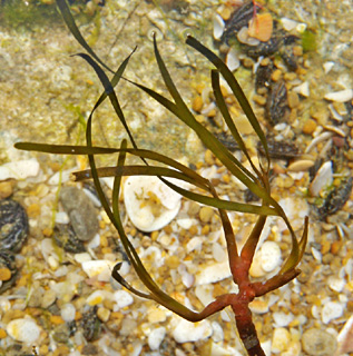 חוף הים אשדוד, 1-4-09. צילום: © עוז גולן