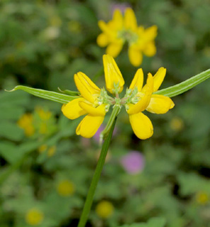 כרמל, 29-4-2011. צילום: © דרור מלמד