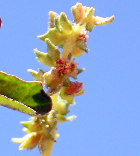 ערבה, מרץ. צילום: © ערגה אלוני