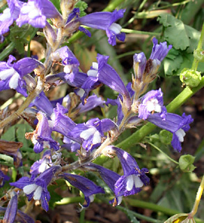 נחל תלכיד, 12-3-09. צילום: © ערגה אלוני