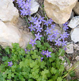 חרמון, 16-7-09. צילום: © עירית צוק קובצ'י 