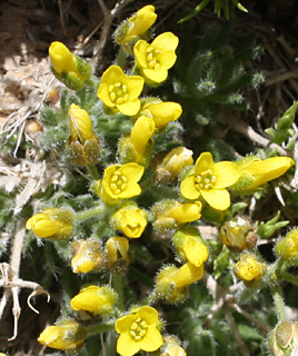 חרמון, 14-5-09. צילום: © ערגה אלוני