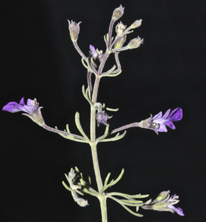 גליל תחתון-מצפה אלות, 12-5-09. צילום: © שמעון כהן-סיוון