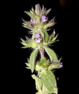 חרמון (רום 1,700), 14-05-09. צילום: © שמעון כהן-סיוון