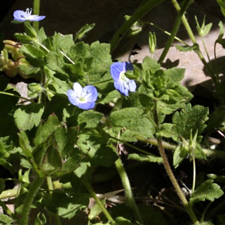 בגולן - מרום גולן, 27-04-09. צילום: © שמעון כהן-סיוון 