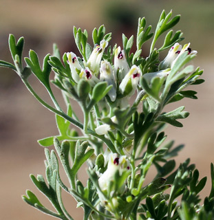 רכבל תחתון, 6-2014. צילום: © איתן שפירא