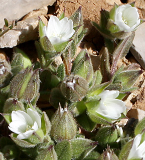 חרמון, 15-5-09. צילום: © ערגה אלוני