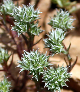 חרמון, 15-5-09. צילום: © ערגה אלוני