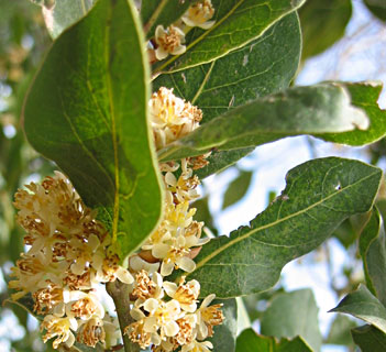 צילום: © שרה גולד