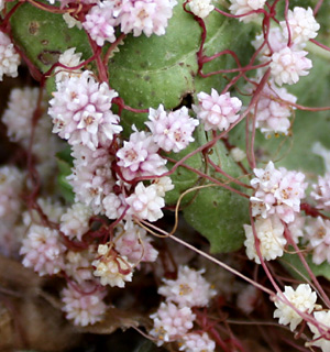 חרמון, 15-5-09. צילום: © ערגה אלוני
