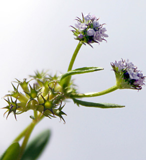 חרמון, 15-5-09. צילום: © ערגה אלוני