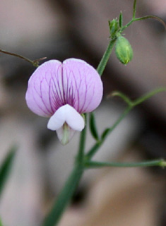 עפולה, מאי. צילום: © ערגה אלוני