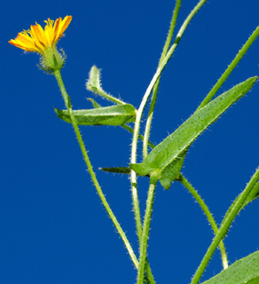 תל אביב, 28-5-09. צילום: © דרור מלמד