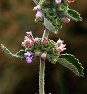 גבעת הכורכר נס ציונה, 25-5-09. צילום: © אלי ליבנה