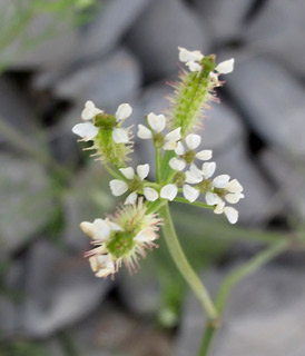 חרמון רכס יפעת, רום 1650-1500 , 5-2011. צילום: © עירית צוק קובצ'י