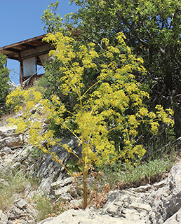 הגן הבוטני אוניברסיטת תל-אביב, 9-2012. צילום: © עמרם אשל