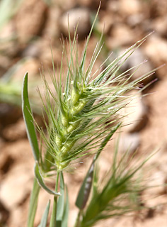 חרמון, 1-7-09. צילום: © ערגה אלוני