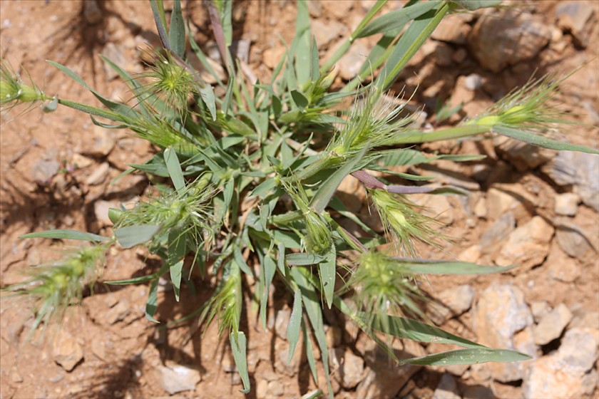 הצמח בנוף. צילום: שרה גולד