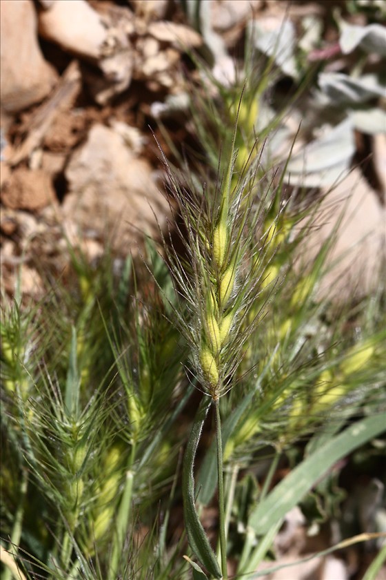 שיבולת מקרוב. צילום: ערגה אלוני