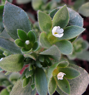  גן בוטני ירושלים, 13-3-2012.  צילום: © שרה גולד