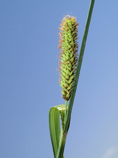 על גדות הירדן ליד כפר בלום., 4-2014, צילום: © דרור מלמד