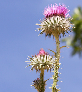 חרמון, 1-6-09. צילום: © שרה גולד