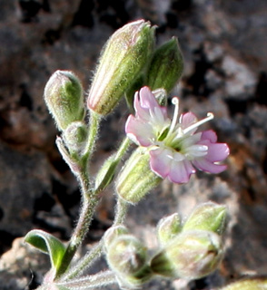 חרמון, רכבל עליון, 1-6-09. צילום: © ערגה אלוני