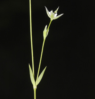 הגולן יער אודם, 6-4-09. צילום: © שמעון כהן-סיוון