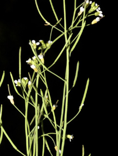 גולן, 6-4-09. צילום: © שמעון כהן-סיוון