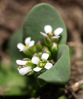 חרמון, 5-09. צילום: © מייק לבנה