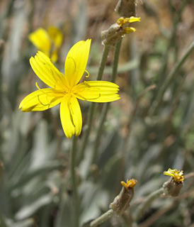 רכס דובדבן, 16-6-09. צילום: © מייק לבנה