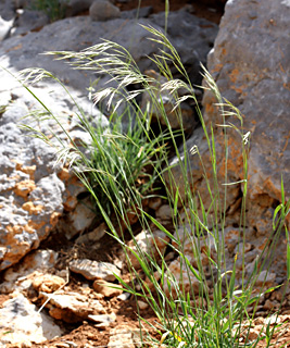 חרמון, 1-6-09. צילום: © שרה גולד